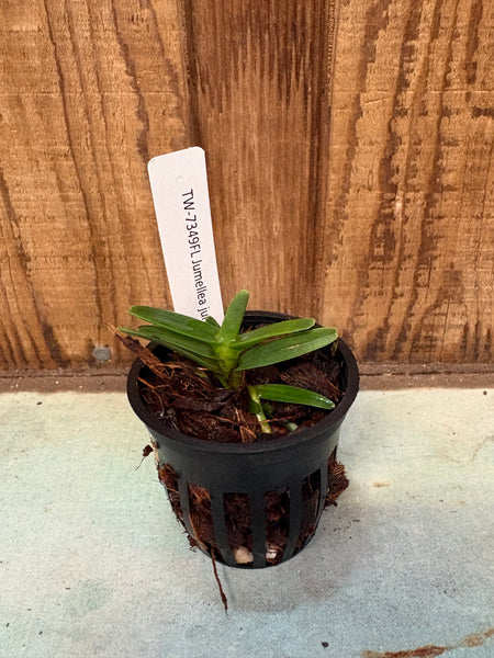 Jumellea jumelleana