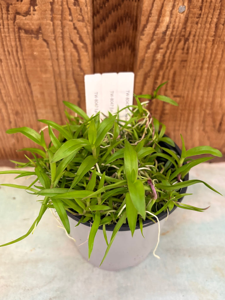 COMPOT Epidendrum  radicans
