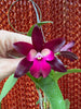 Ctt. Sagarik Wax