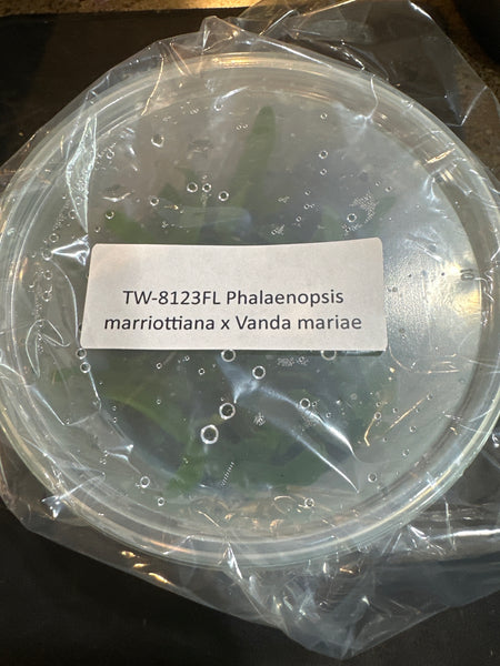 Flask Phalaenopsis marriottiana x Vanda mariae