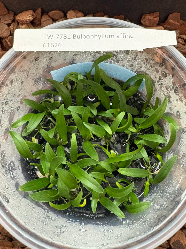 FLASK   Bulbophyllum affine