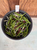 COMPOT Pelatantheria scolopendrifolium