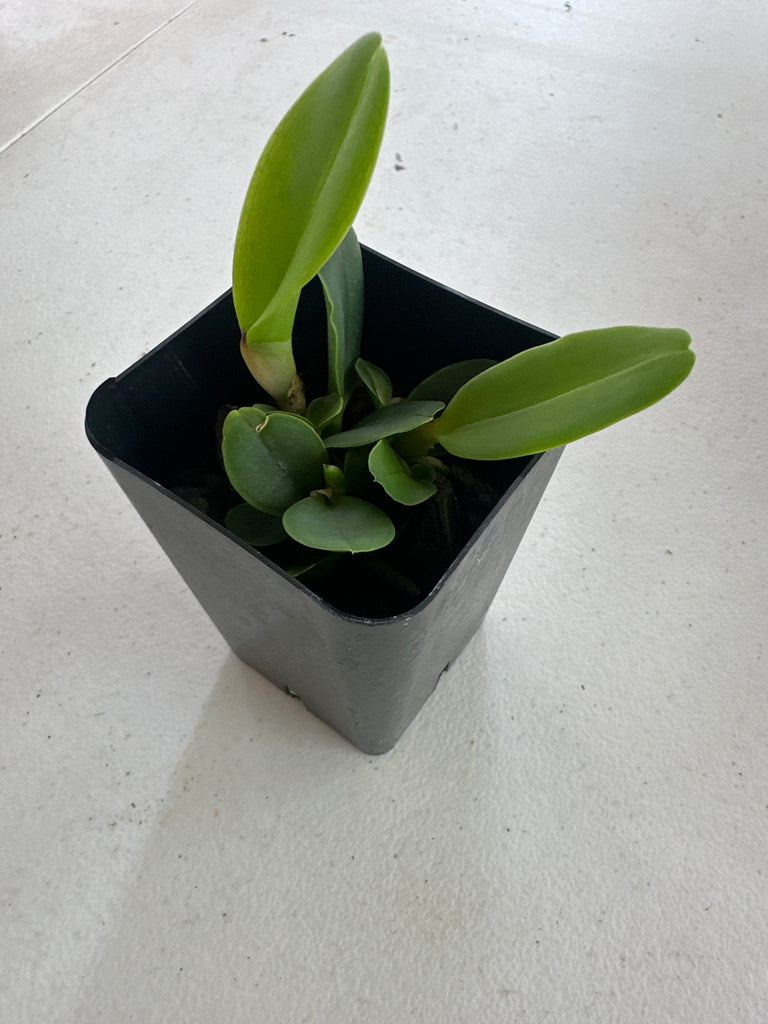 Cattleya dolosa fma alba