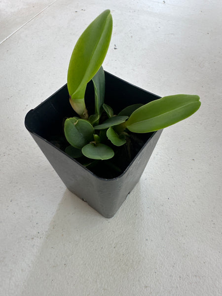 Cattleya dolosa fma alba