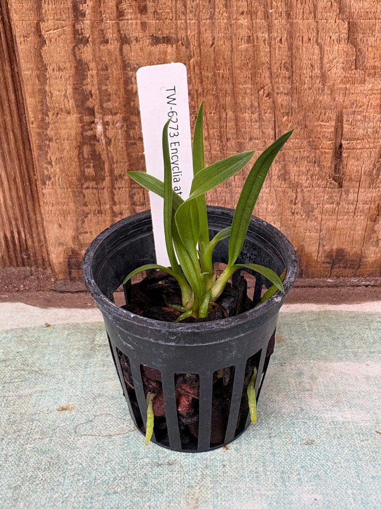 Encyclia atrorubens