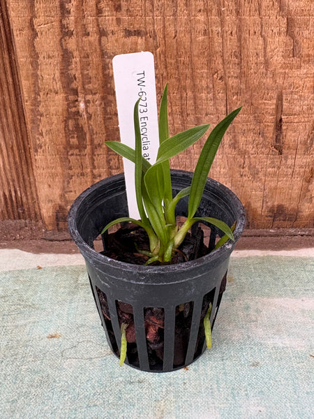 Encyclia atrorubens