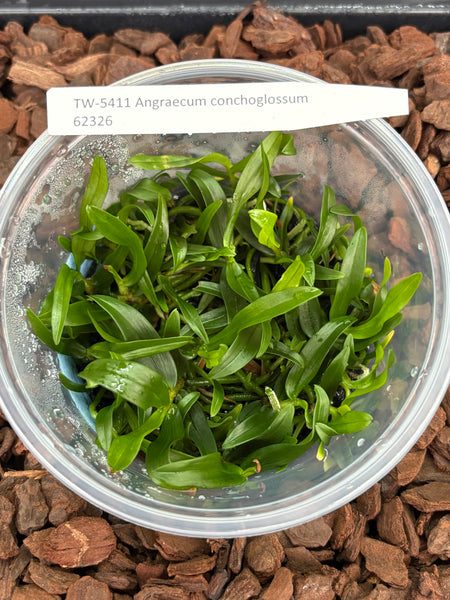 Flask Angraecum conchoglossum