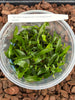 Flask Angraecum conchoglossum