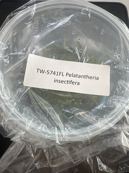 FLASK Pelantheria insectifera