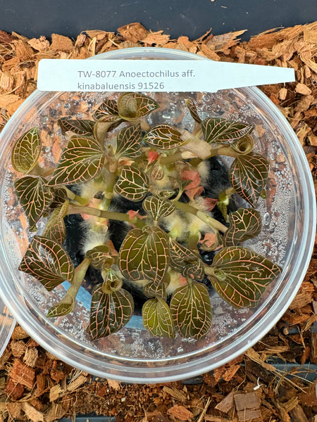 FLASK Jewel Anoectochilus aff kiabaluensis