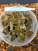 FLASK Jewel Anoectochilus aff kiabaluensis