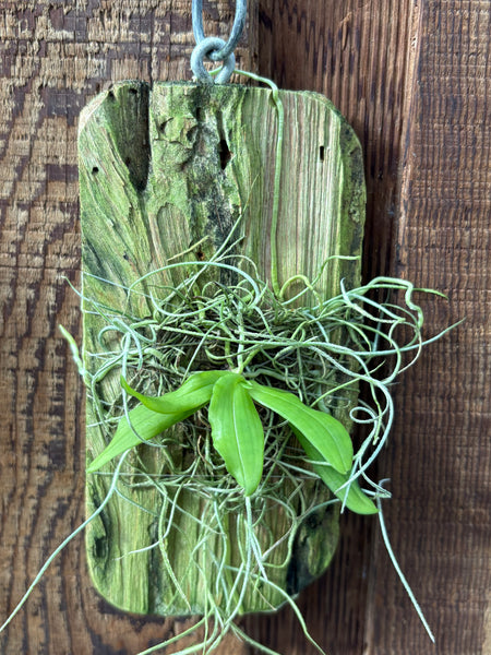 Gastrochilus japonicus