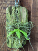 Gastrochilus japonicus