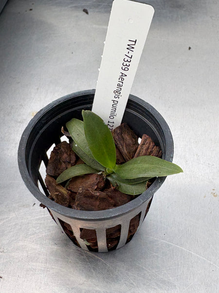 Aerangis pumilio
