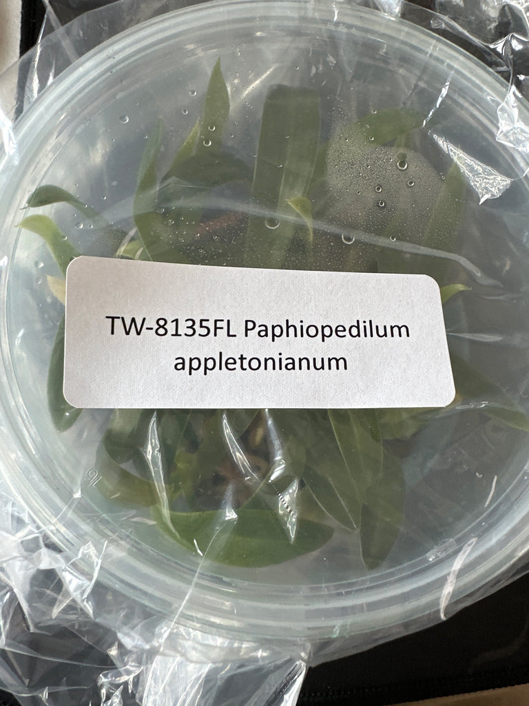 FLASK Paphiopedilum appletonianum
