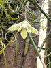 Dendrobium mortii