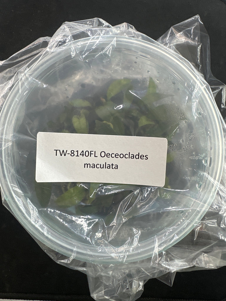 FLASK Oeceoclades maculata