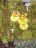 Tolumnia (sylvestris x urophylla) mounted