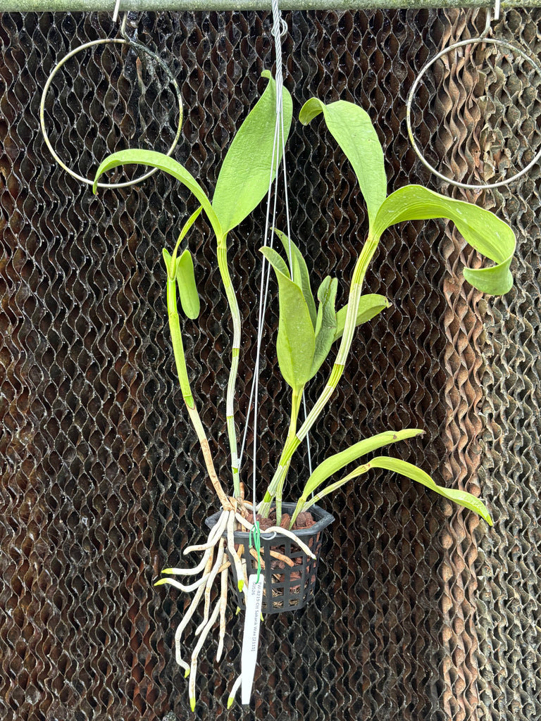 Ctt. Sagarik Wax