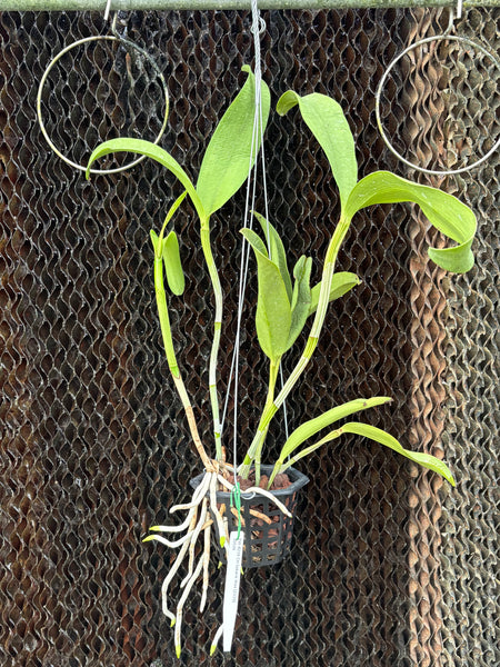 Ctt. Sagarik Wax