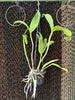 Ctt. Sagarik Wax