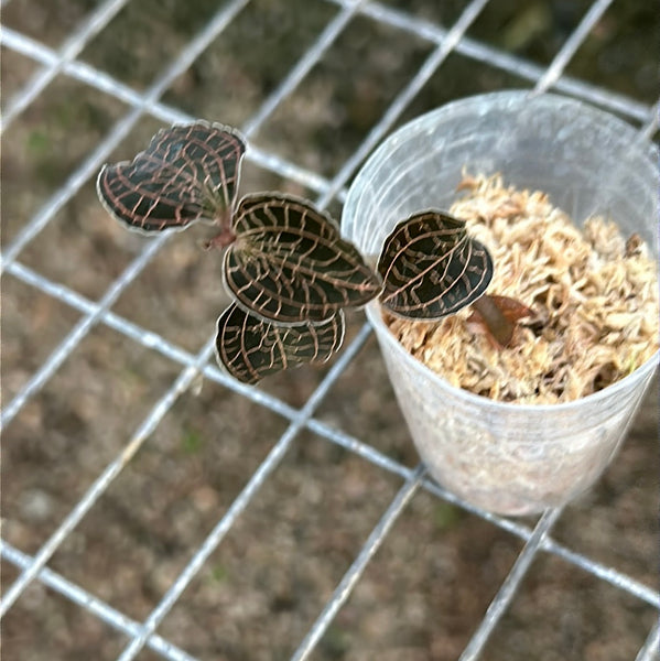 JEWEL ORCHID — Aboectochilus roxburghii