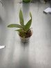 Den. pseudolamellatum