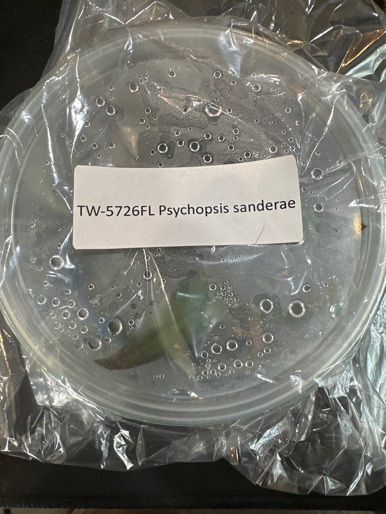 FLASK Psychopsis sanderae