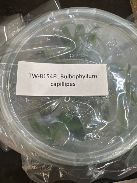 Flask Bulb capillipes