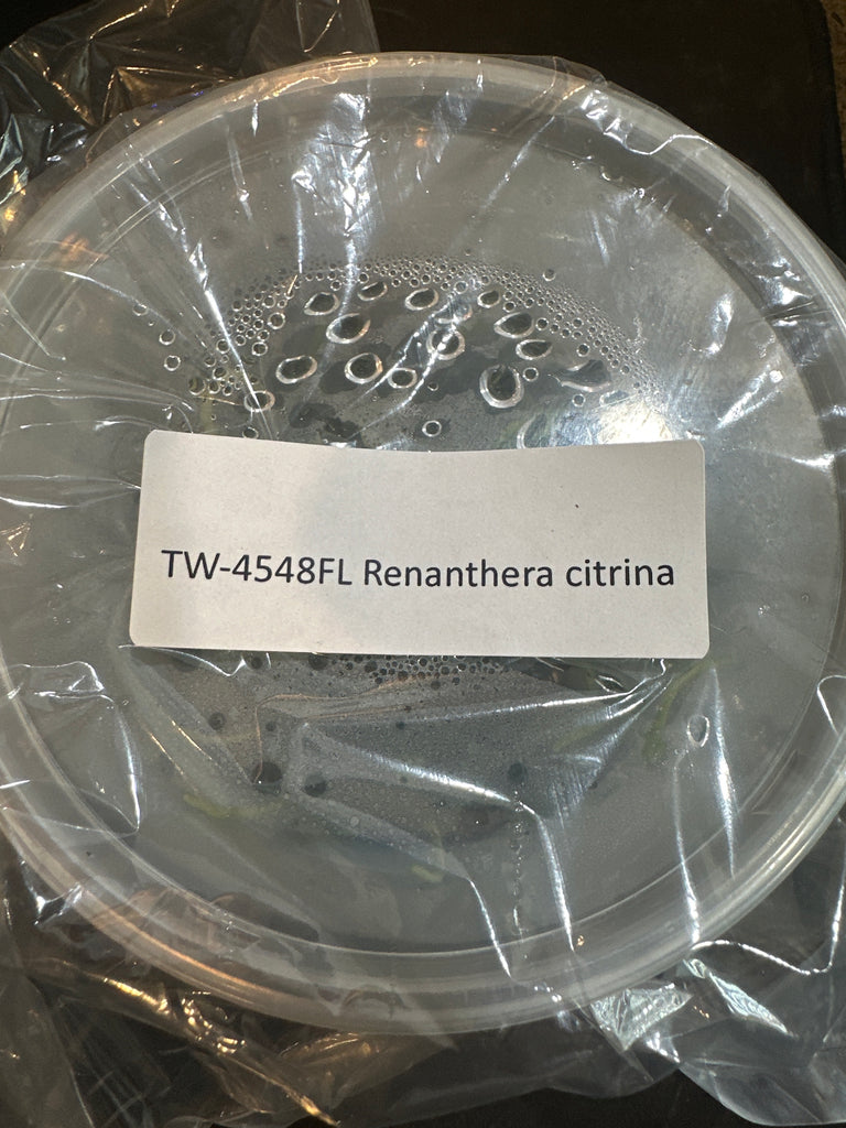 Flask Renanthera citrina