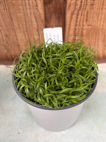 COMPOT Dendrobium subuliferum