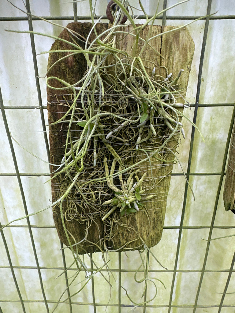 Chiloschista pusilla (orange color)