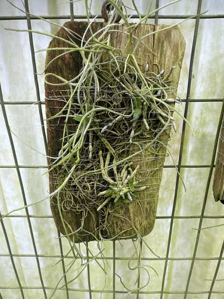 Chiloschista pusilla (orange color)