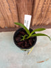 Epidendrum tridens