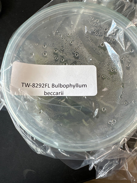 FLASK Bulbophyllum beccarii