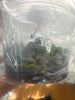 FLASK Neobathia filicornu