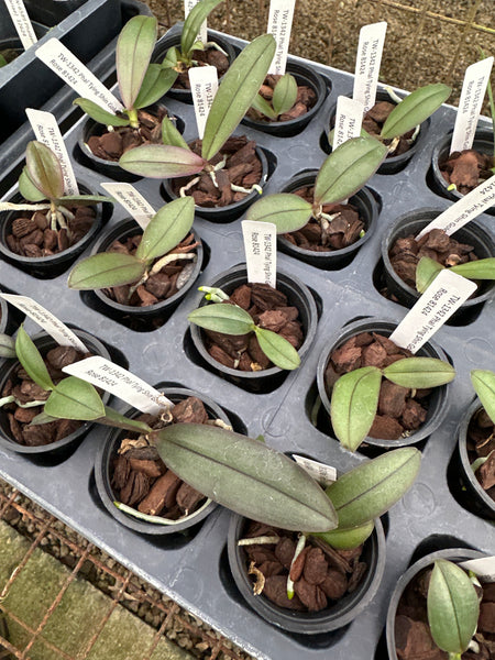 Phal Tying Shin Golden Rose