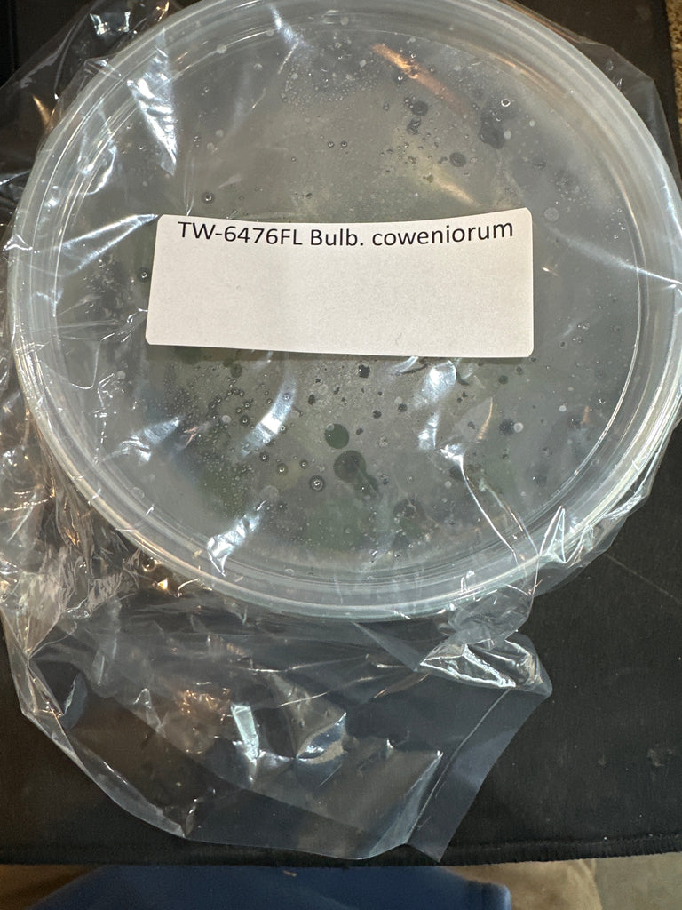 Flask Bulb. coweniorum