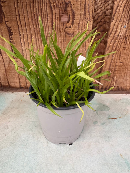 COMPOT Oncidium ensatum