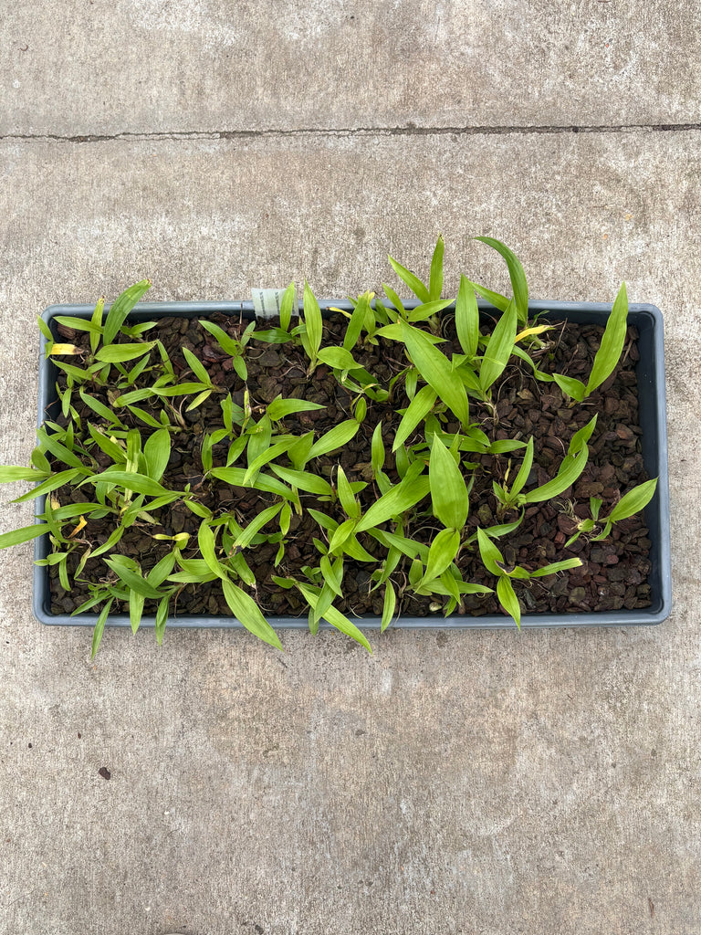 Neomoorea wallisii Community Tray