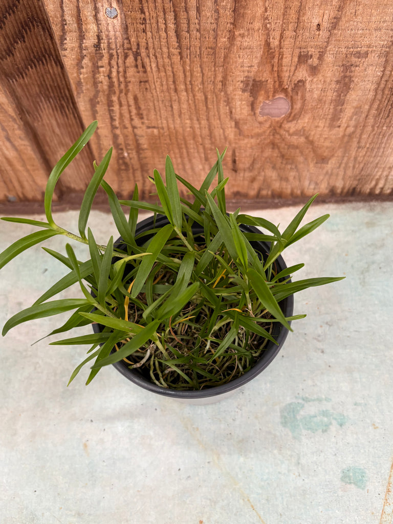 COMPOT Epidendrum schumannianum
