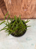 COMPOT Epidendrum schumannianum