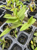 Barkeria (uniflora x whartoniana)