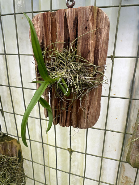 Ionopsis utricularoides mounted