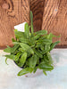 Angraecum sesquipedale COMPOT