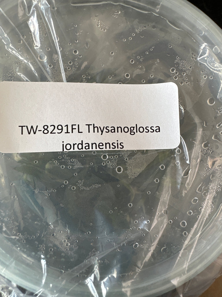 FLASKS Thysanoglossa jordanensus