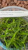 FLASK Angraecum (arachnites x linearfoliun)
