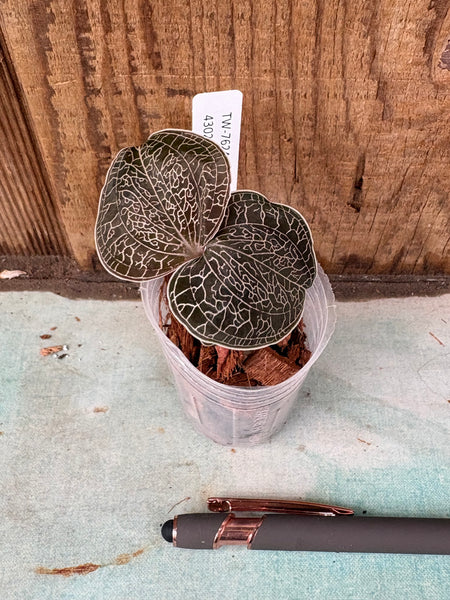 Anoectochilus sikkimensis JEWEL ORCHID