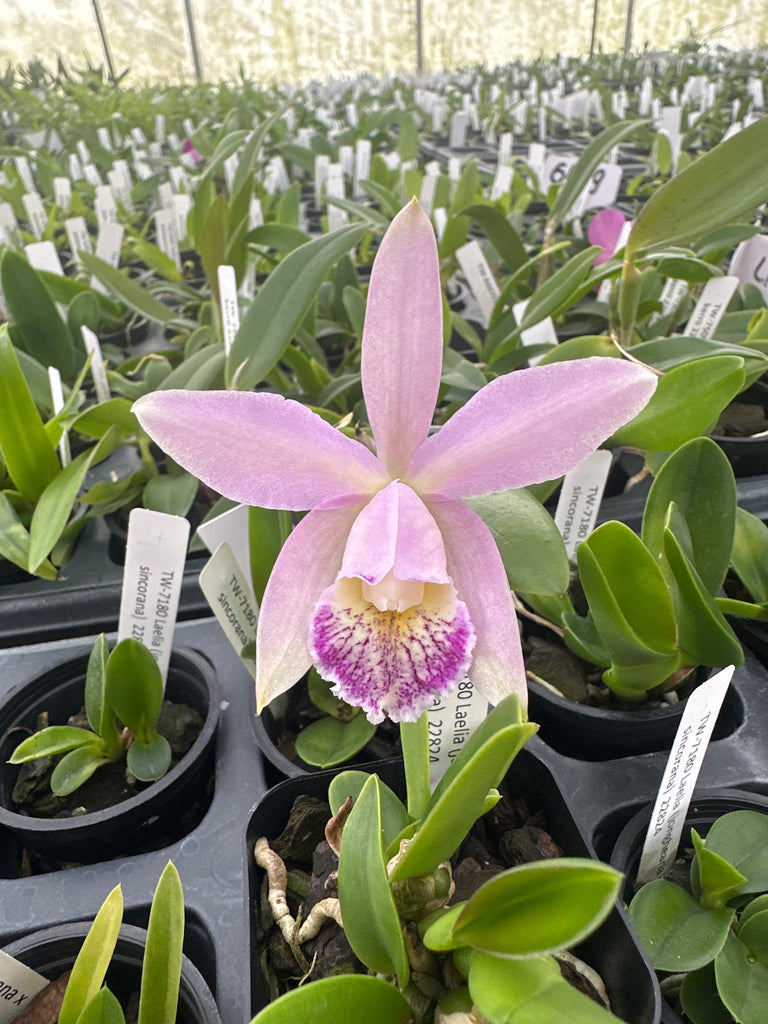 Laelia praestans alba x C. kerrii – Louisiana Orchid Connection