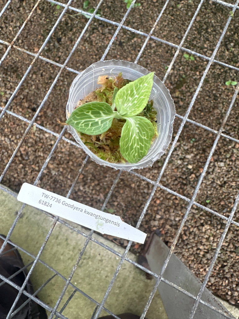 Goodyera kwangtungensis JEWEL Orchid